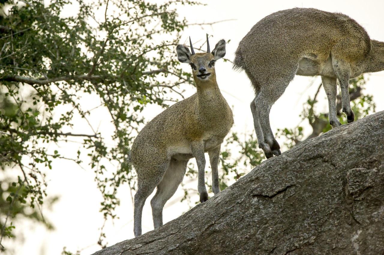 Häufig bekommen die Gäste Besuch aus der Wildnis