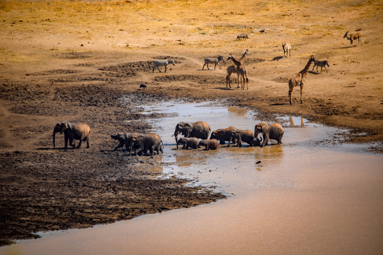 Spannende Tierbeobachtungen am Wasserloch