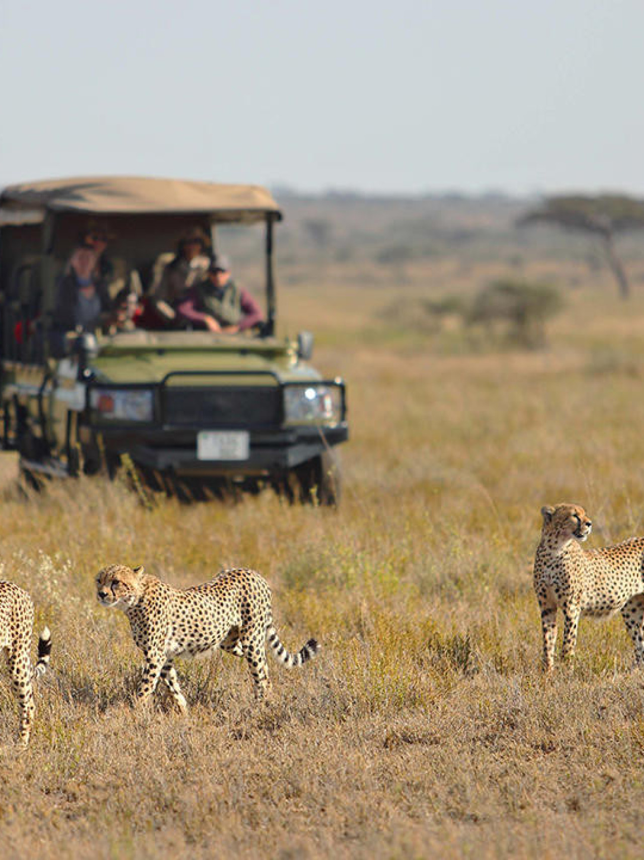 Die Serengeti ist das Land der Großkatzen