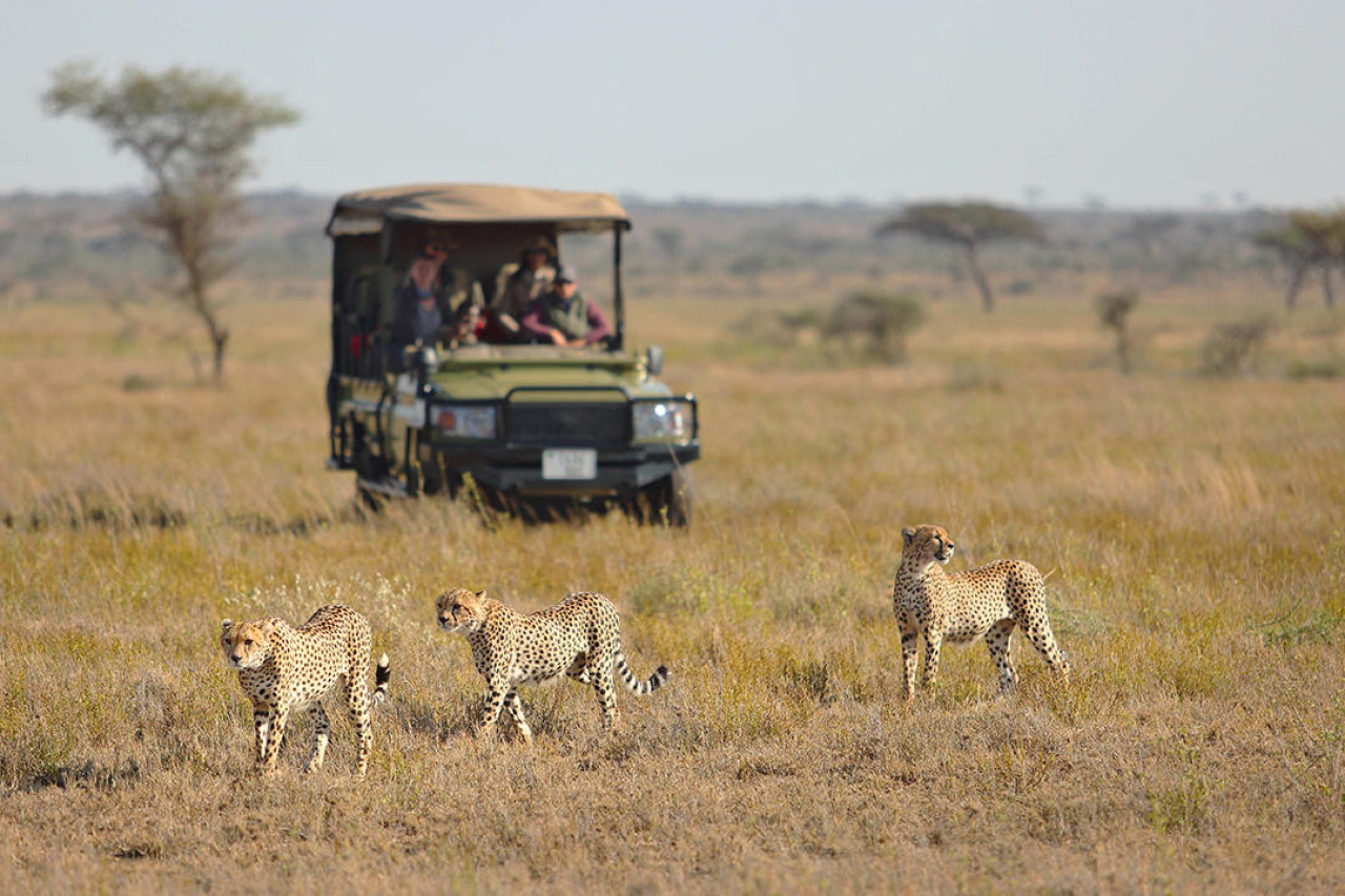 Die Serengeti ist das Land der Großkatzen