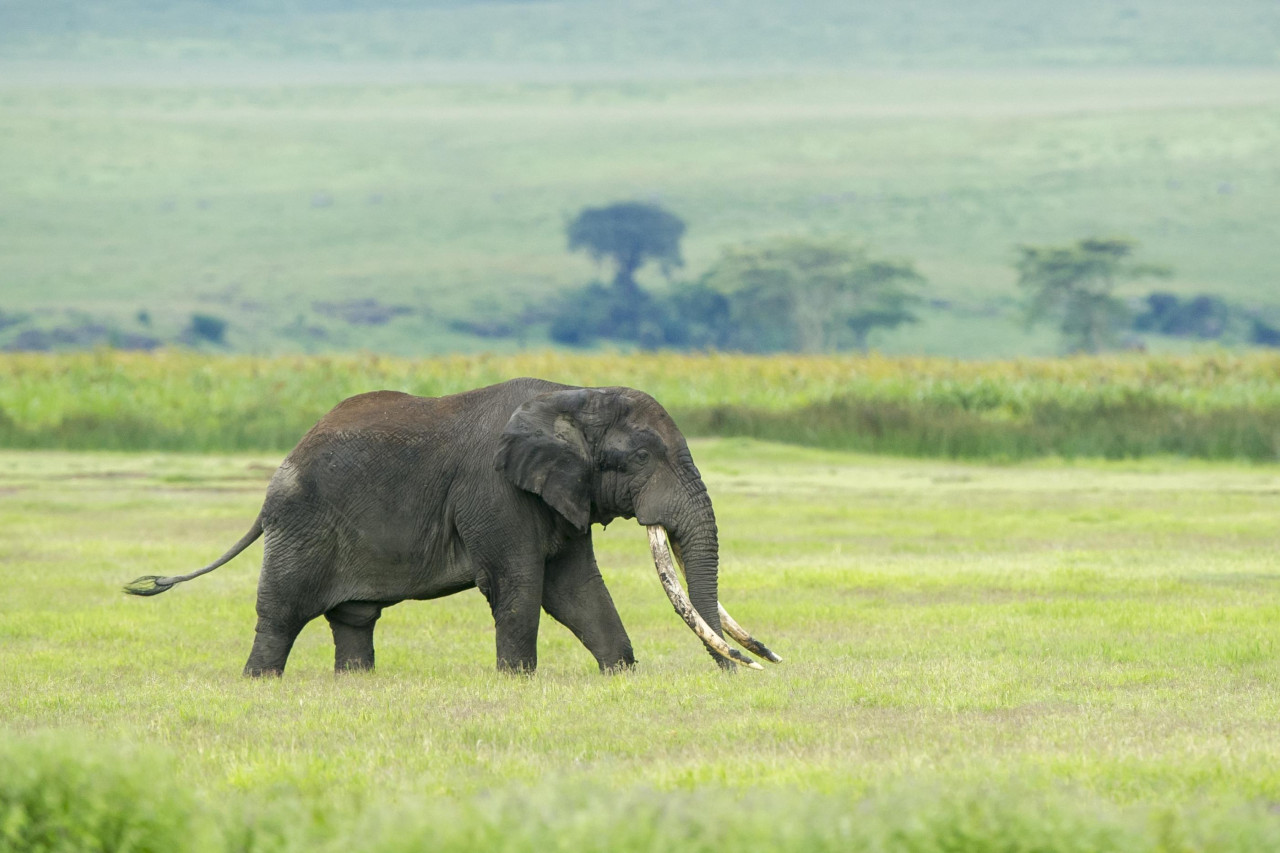 Spannende Tierbeobachtungen im Ngorongoro Krater