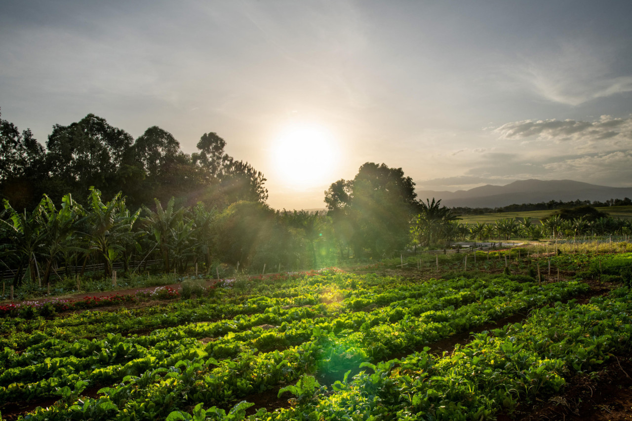 Der Gemüsegarten für die Zubereitung in der Küchen