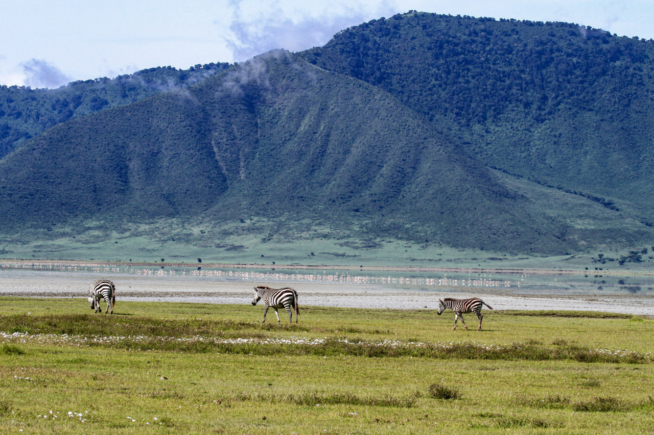 Pirschfahrt im Ngorongoro Krater