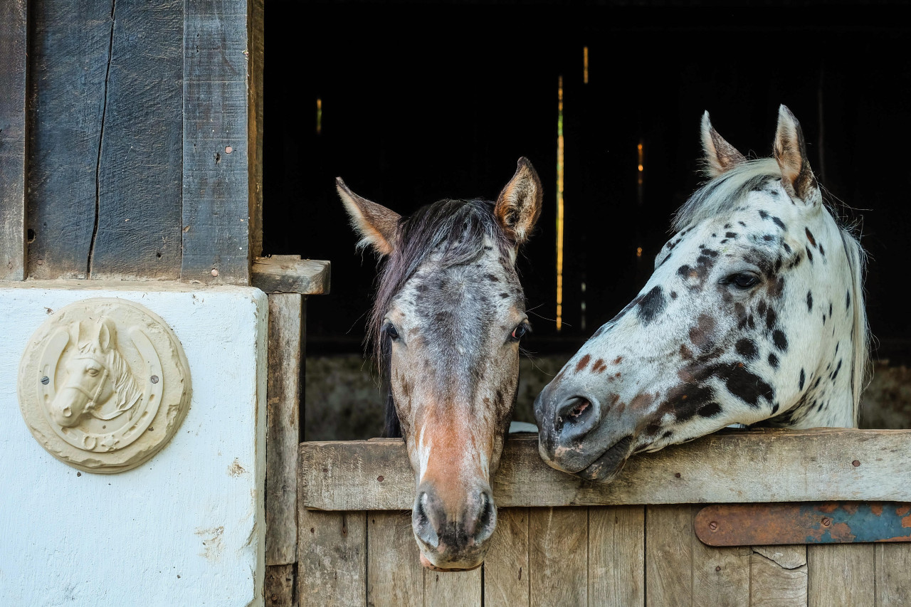 Reiten Sie auf dem Gelände der Lodge