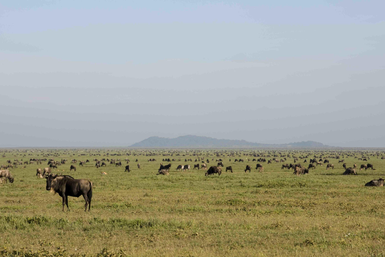 Tausende Gnus versammeln sich zwischen Januar und April