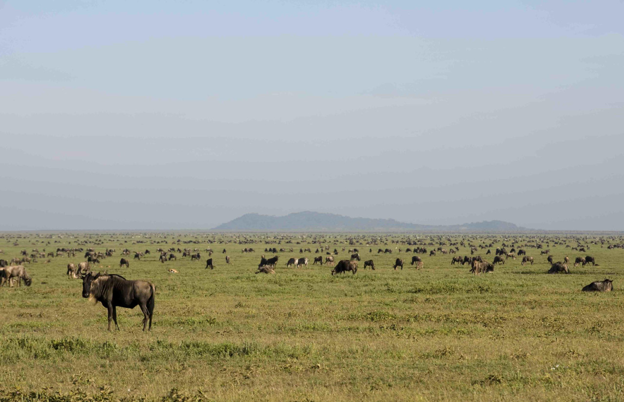 Tausende Gnus versammeln sich zwischen Januar und April
