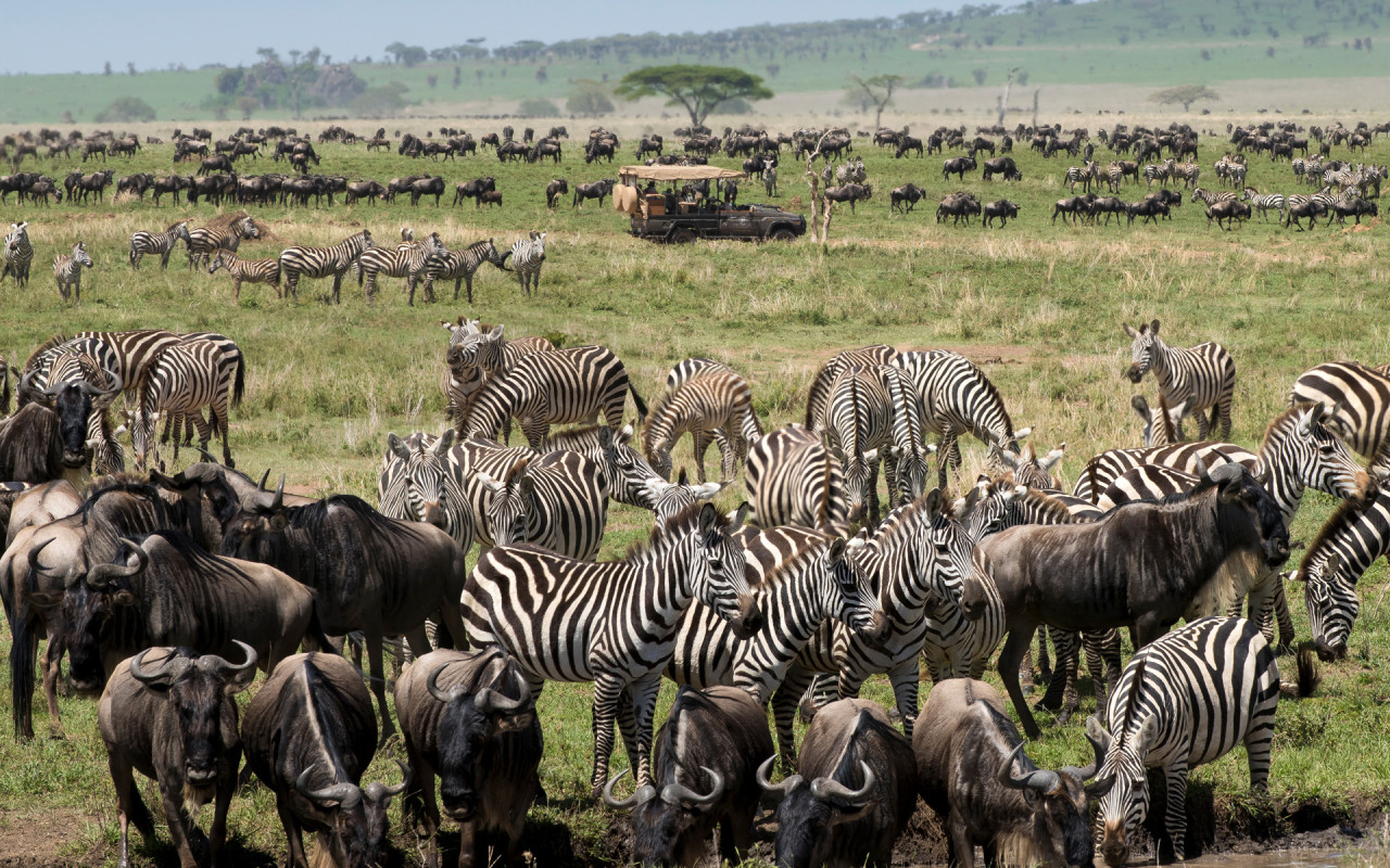 Spannende Wildtierbeobachtung während der Migration