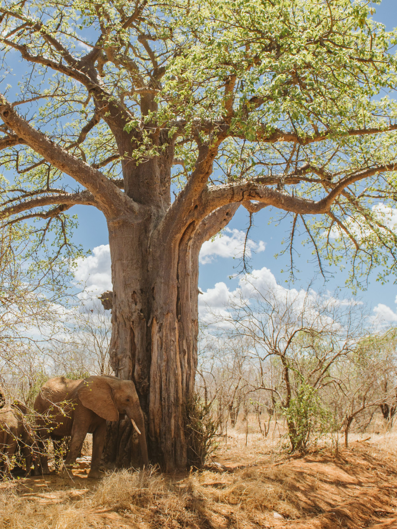 Pirschfahrten in unberührter Natur von Ruaha