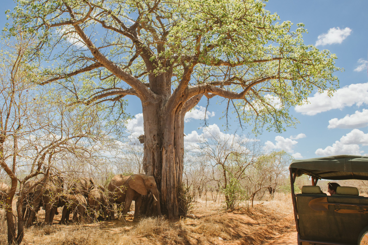 Pirschfahrten in unberührter Natur von Ruaha