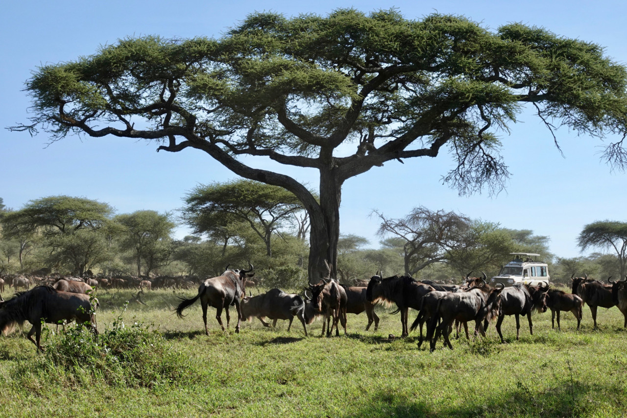 Große Tierwanderung in der Serengeti