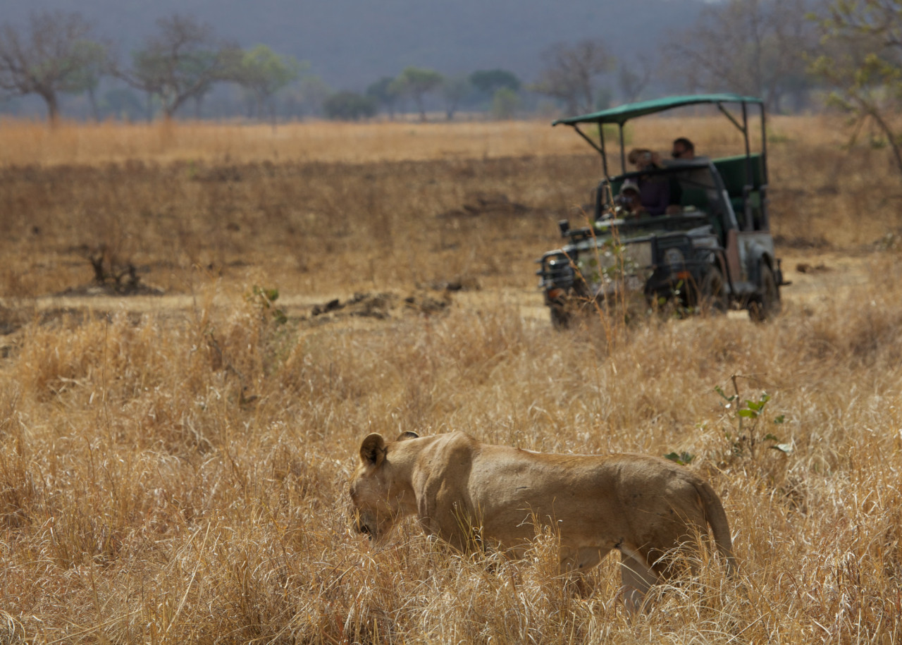 Ihr Guide holt für Sie das Beste aus jeder Safari