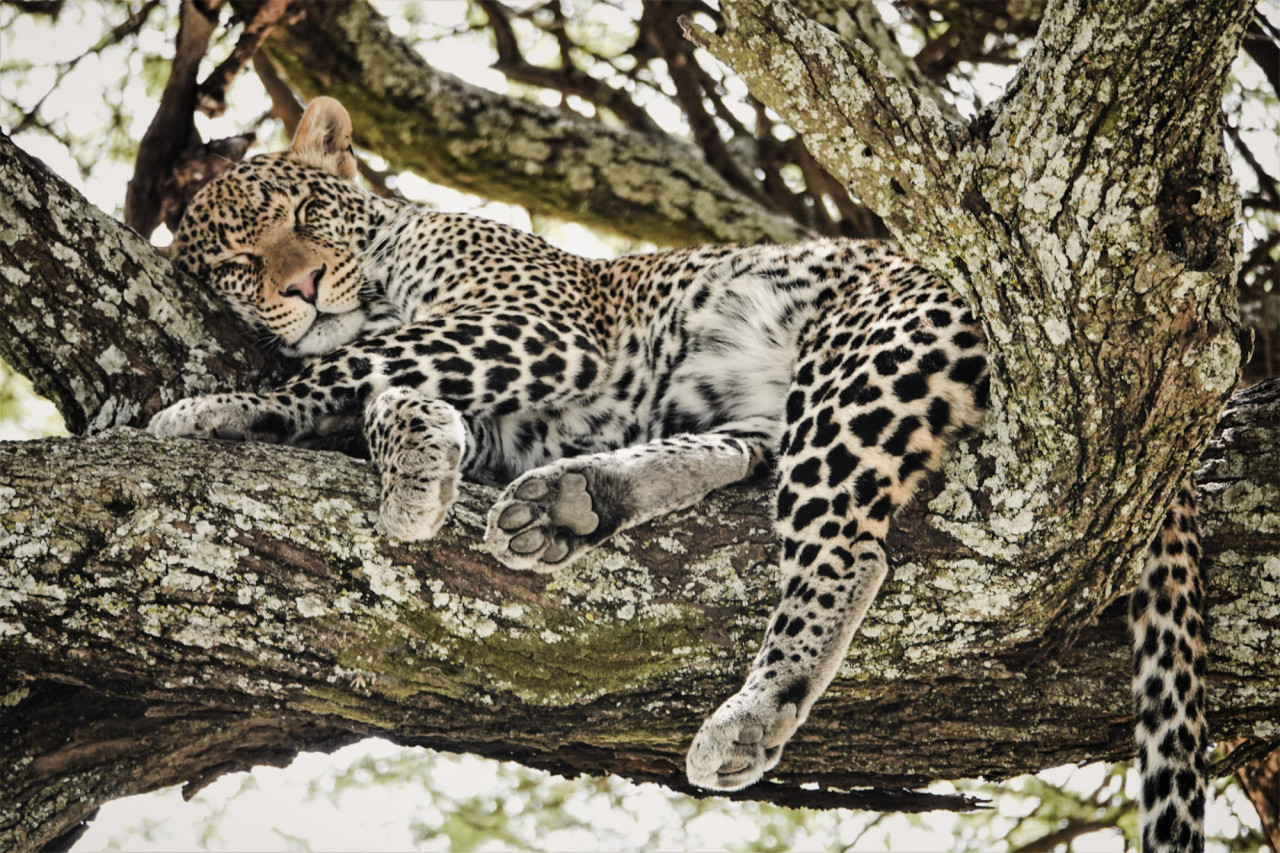 Spannende Beobachtung des Leoparden
