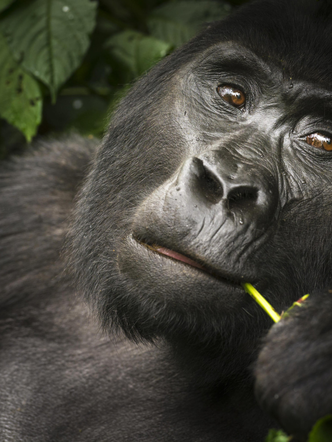 Begegnung der Gorillas ist der Höhepunkt Ihres Aufenthalts