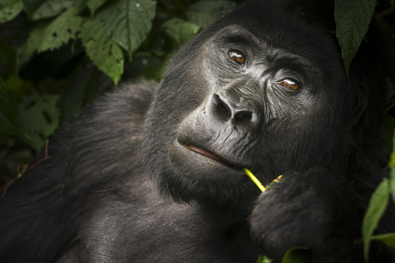 Begegnung der Gorillas ist der Höhepunkt Ihres Aufenthalts