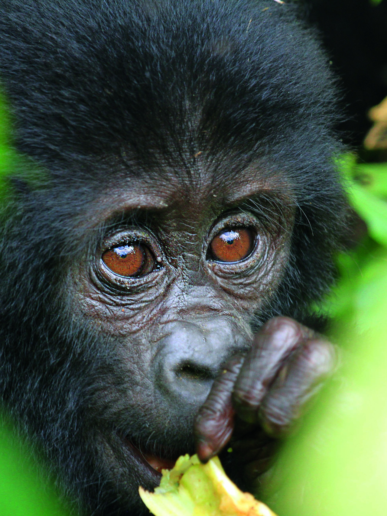 Neugieriges Gorilla-Baby mit Blick auf die Touristen
