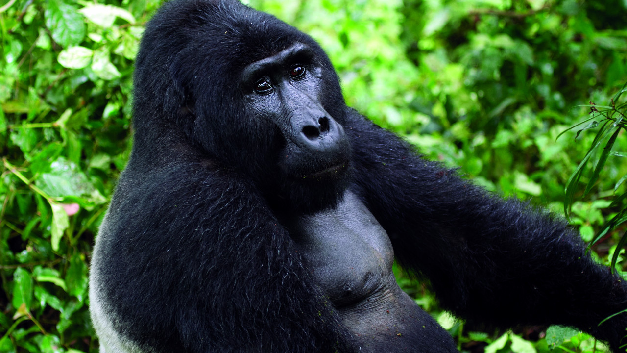 Sanfter Blick, aber großer Respekt vor dem Silberrücken
