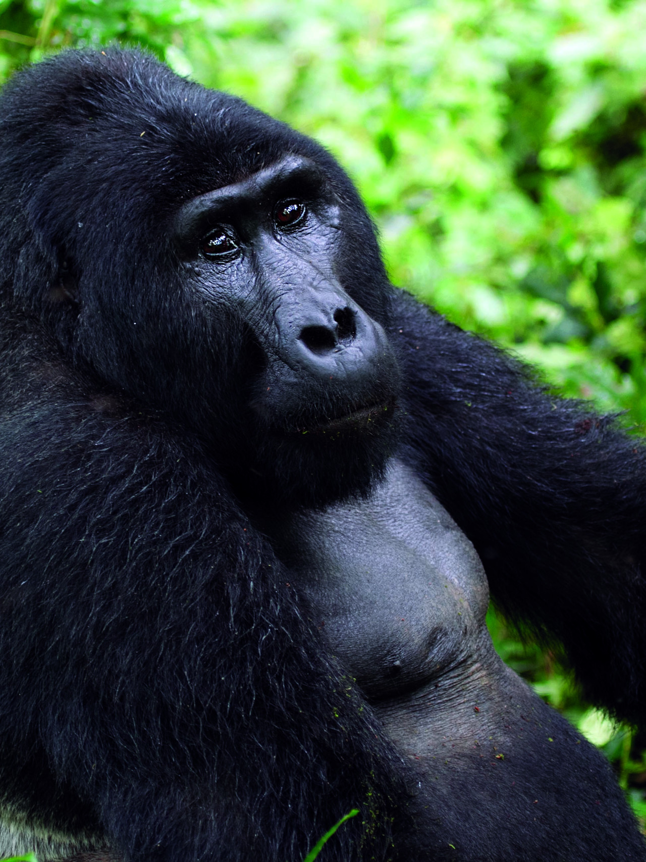 Sanfter Blick, aber großer Respekt vor dem Silberrücken