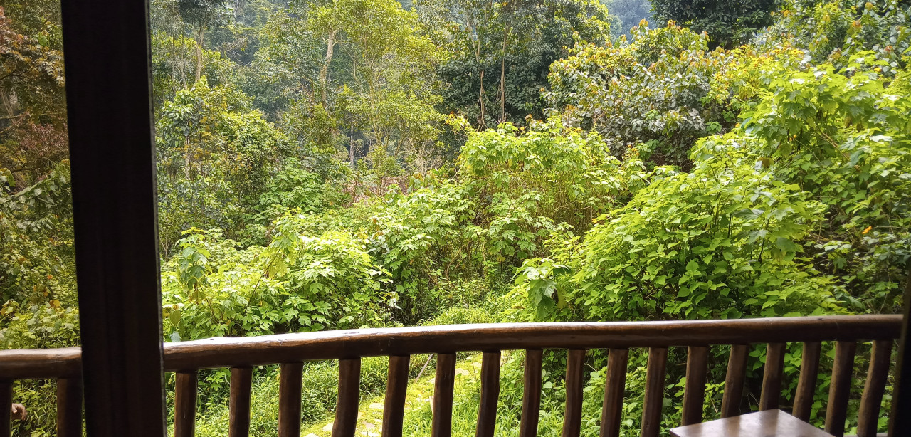 Natur pur im Bwindi Impenetrable Nationalpark