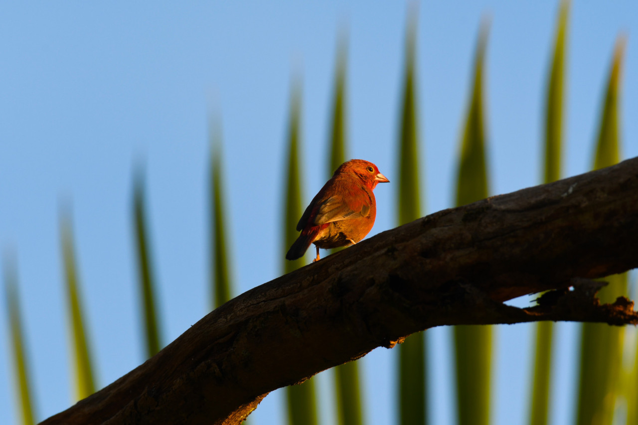 Beobachten Sie im Garten die vielen exotischen Vögel