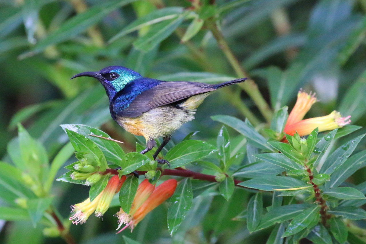 Der Garten ist ein Paradies für Vogelbeobachter