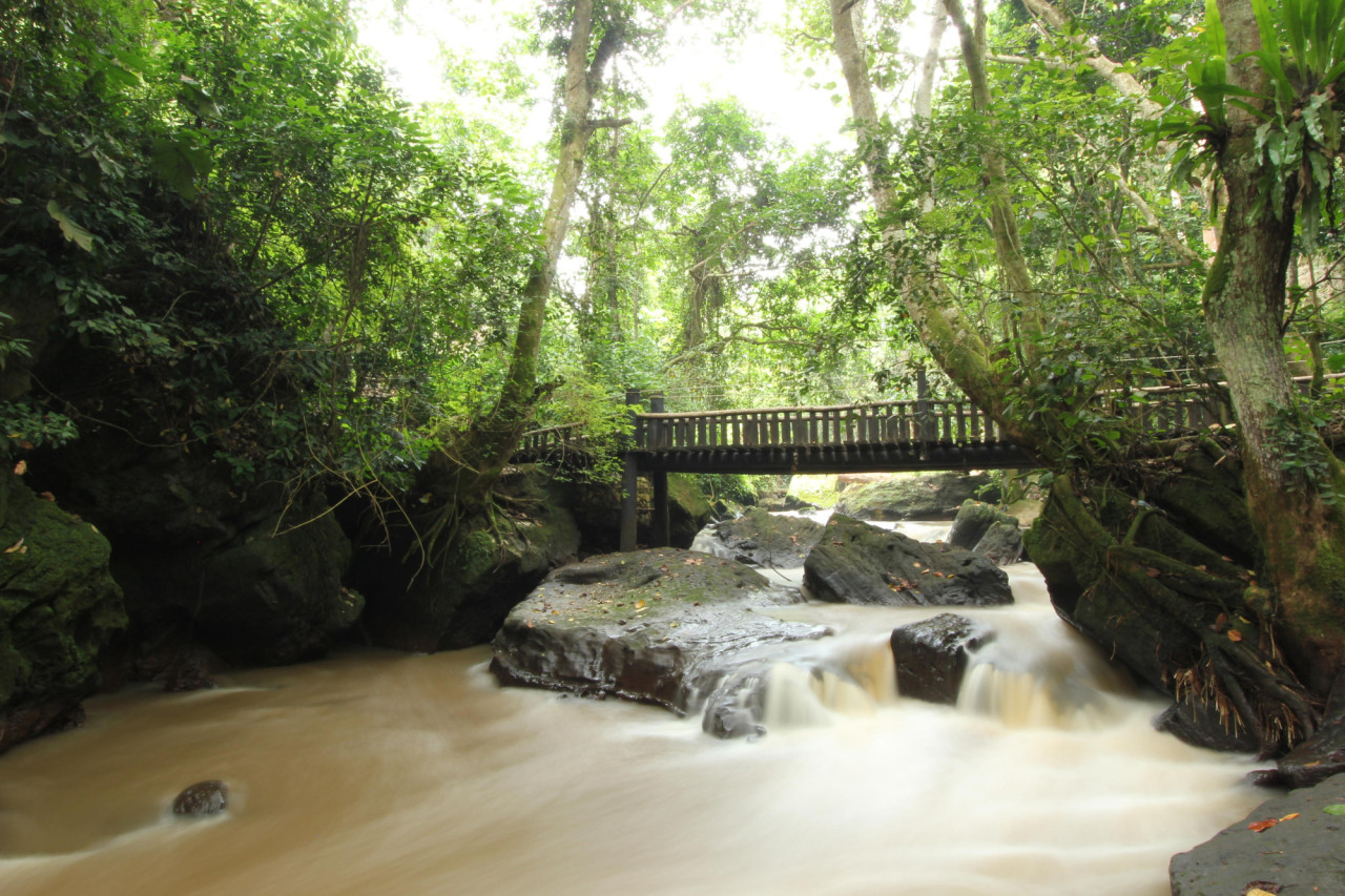 Unberührte Landschaften im Regenwald