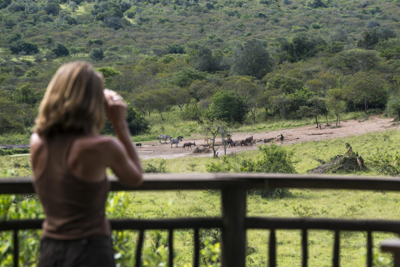 Beobachtung vieler Tiere an der Wasserstelle