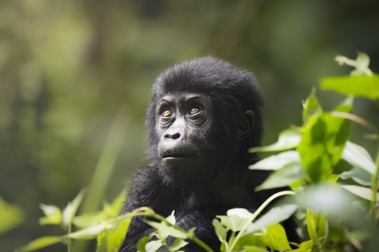 Höhepunkt ist die Begegnung der Berggorillas