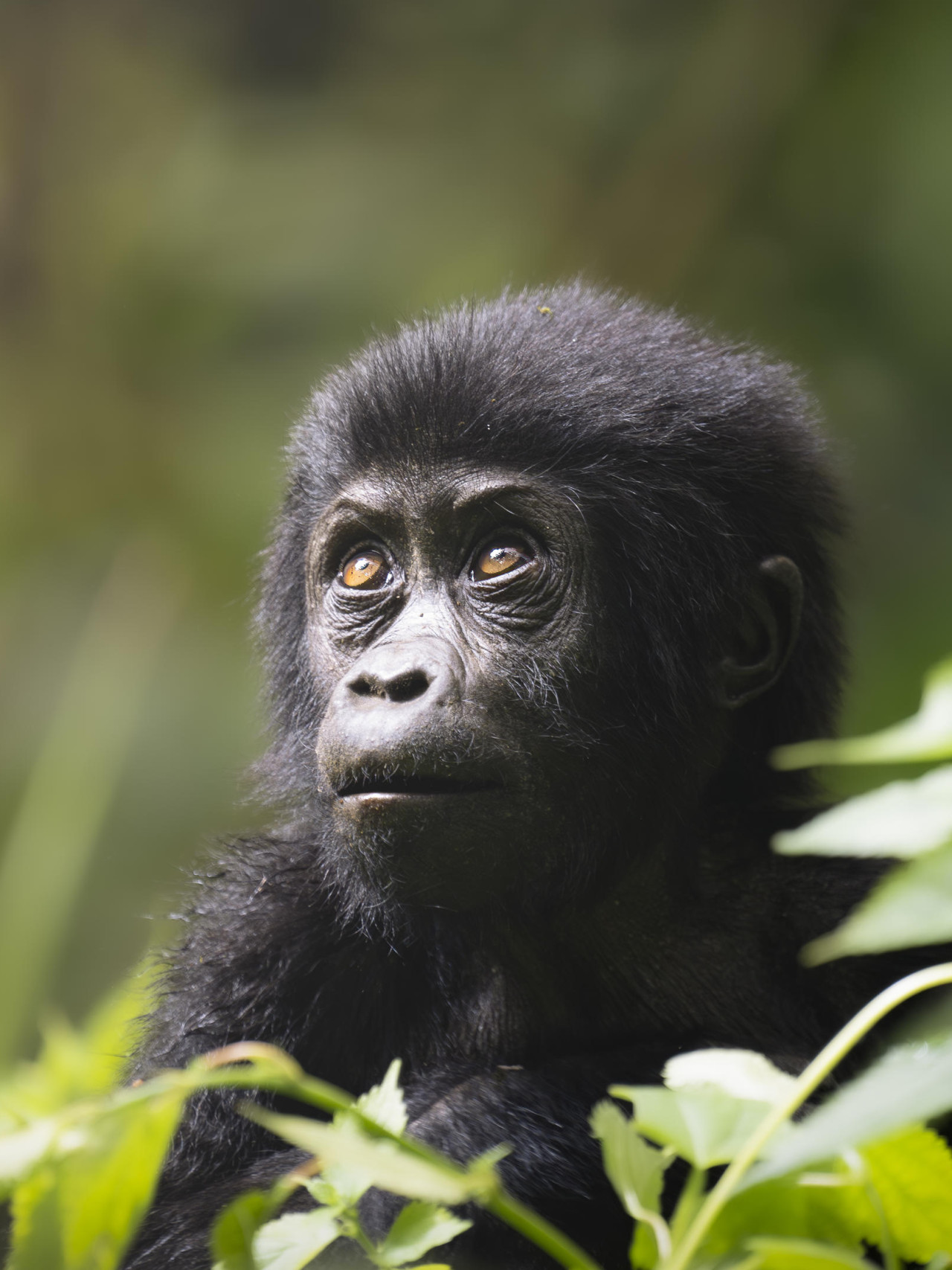 Höhepunkt ist die Begegnung der Berggorillas