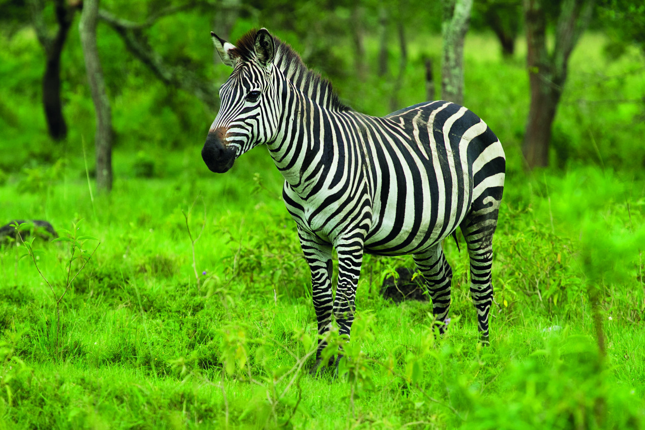 Jedes Zebra hat unterschiedliches Streifenmuster