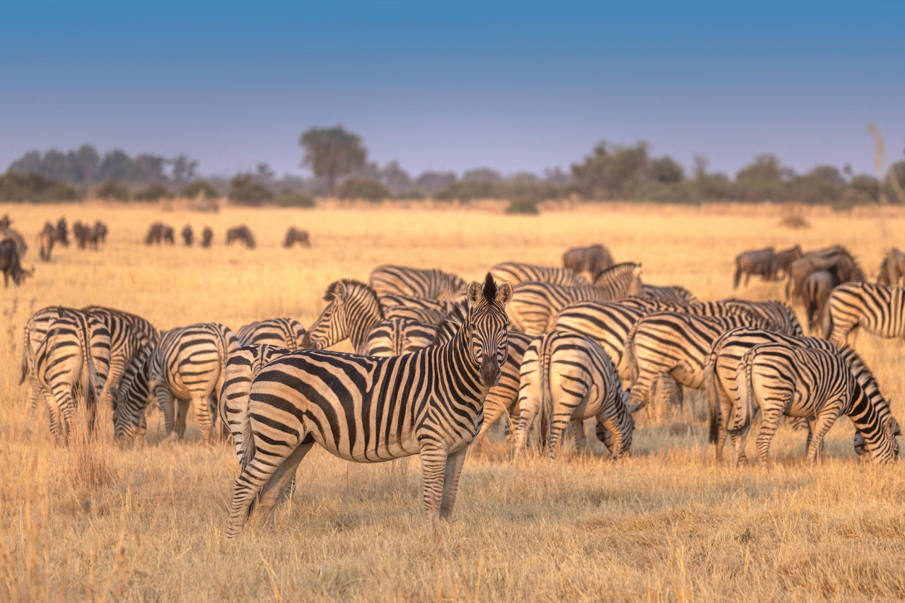 Große Zebra-Herden in der unendlichen Weite