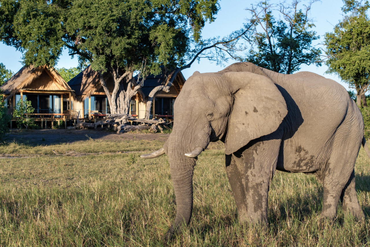 Wildtiere wandern an Ihrem Zimmer vorbei