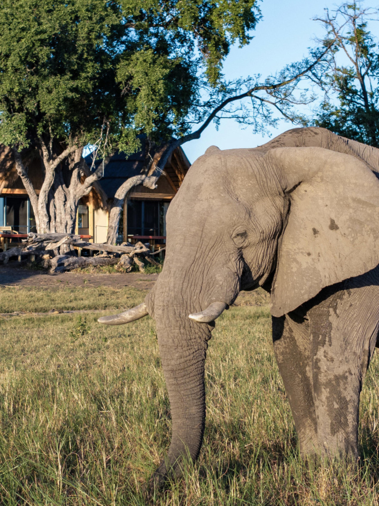 Wildtiere wandern an Ihrem Zimmer vorbei