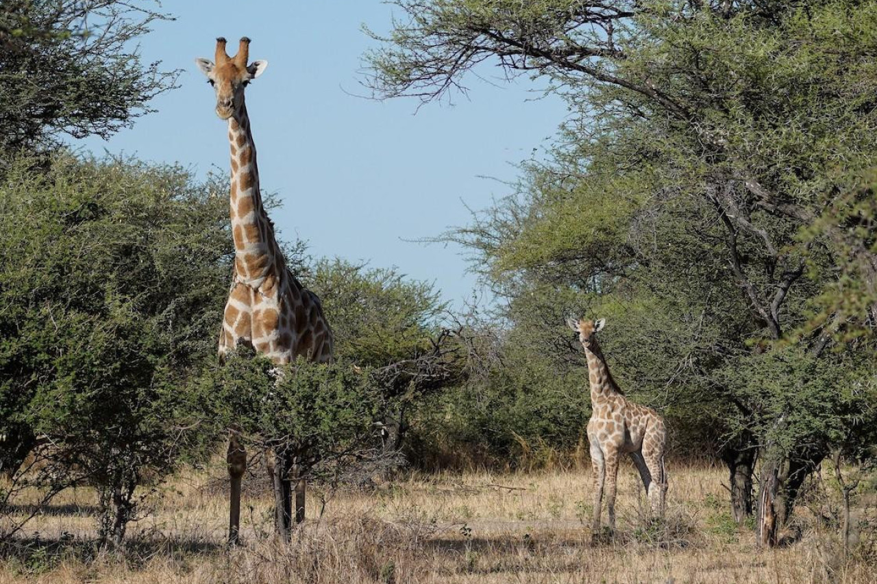 Begegnung der ansässigen Herde von vielen Giraffen
