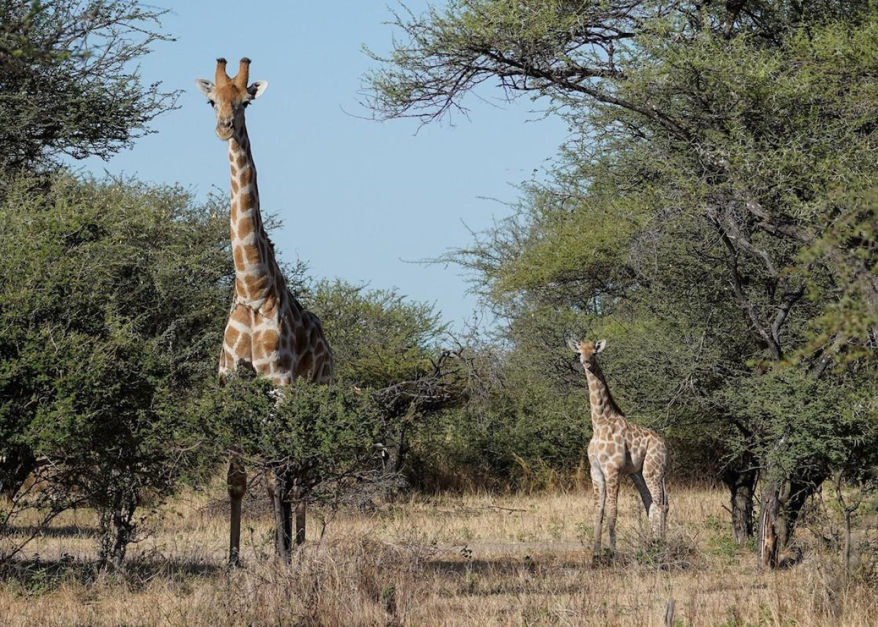 Begegnung der ansässigen Herde von vielen Giraffen