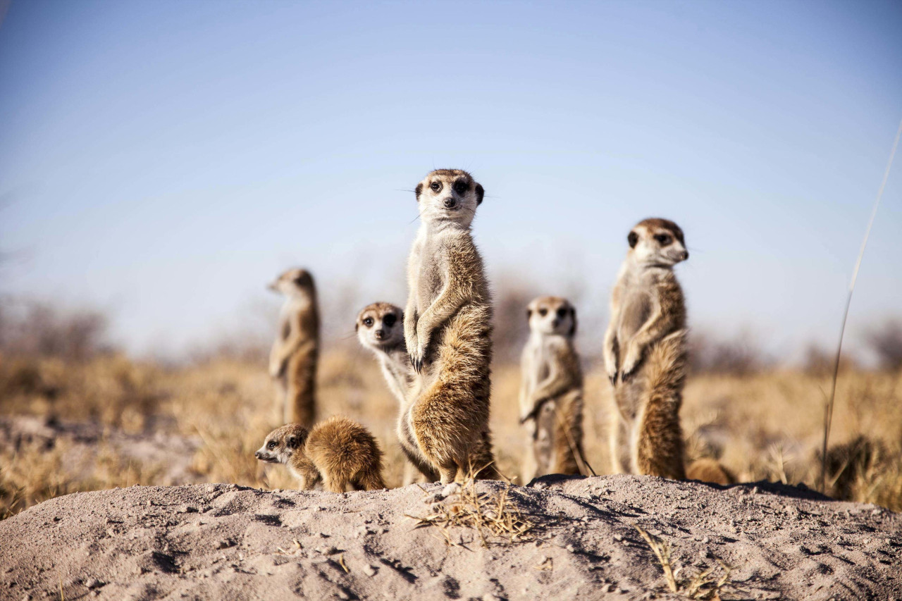 Die unglaublich niedlichen Erdmännchen der Kalahari
