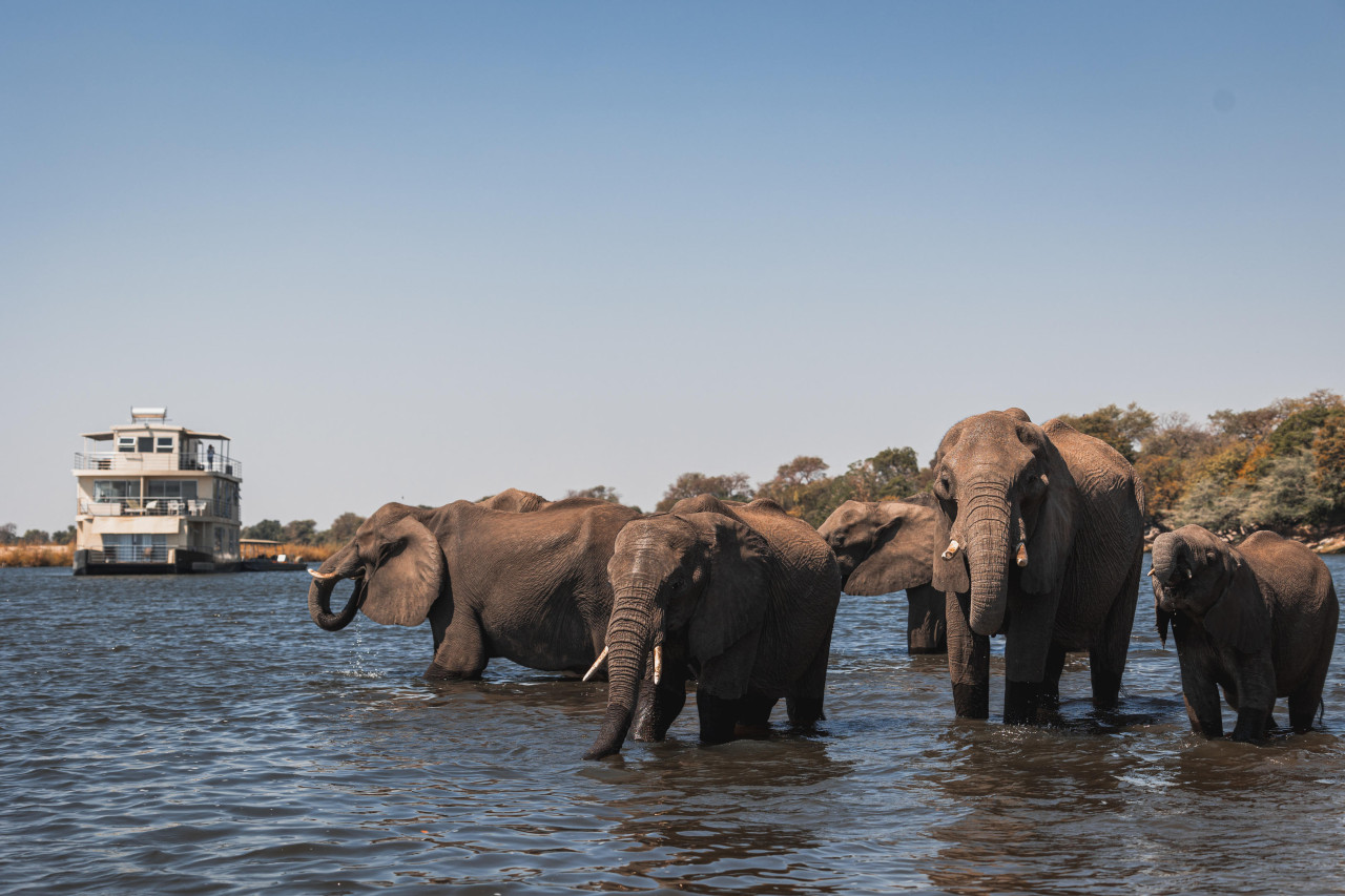 Chobe ist das Paradies für Elefanten, die oft im Fluss baden