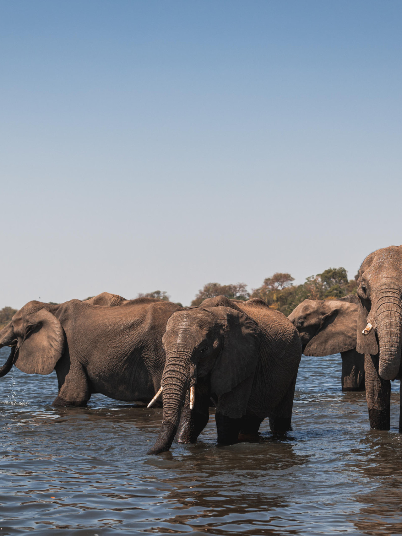 Chobe ist das Paradies für Elefanten, die oft im Fluss baden