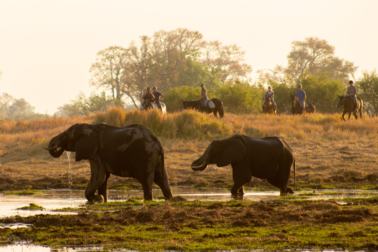 Tierbeobachtung im Jeep oder auf Pferden