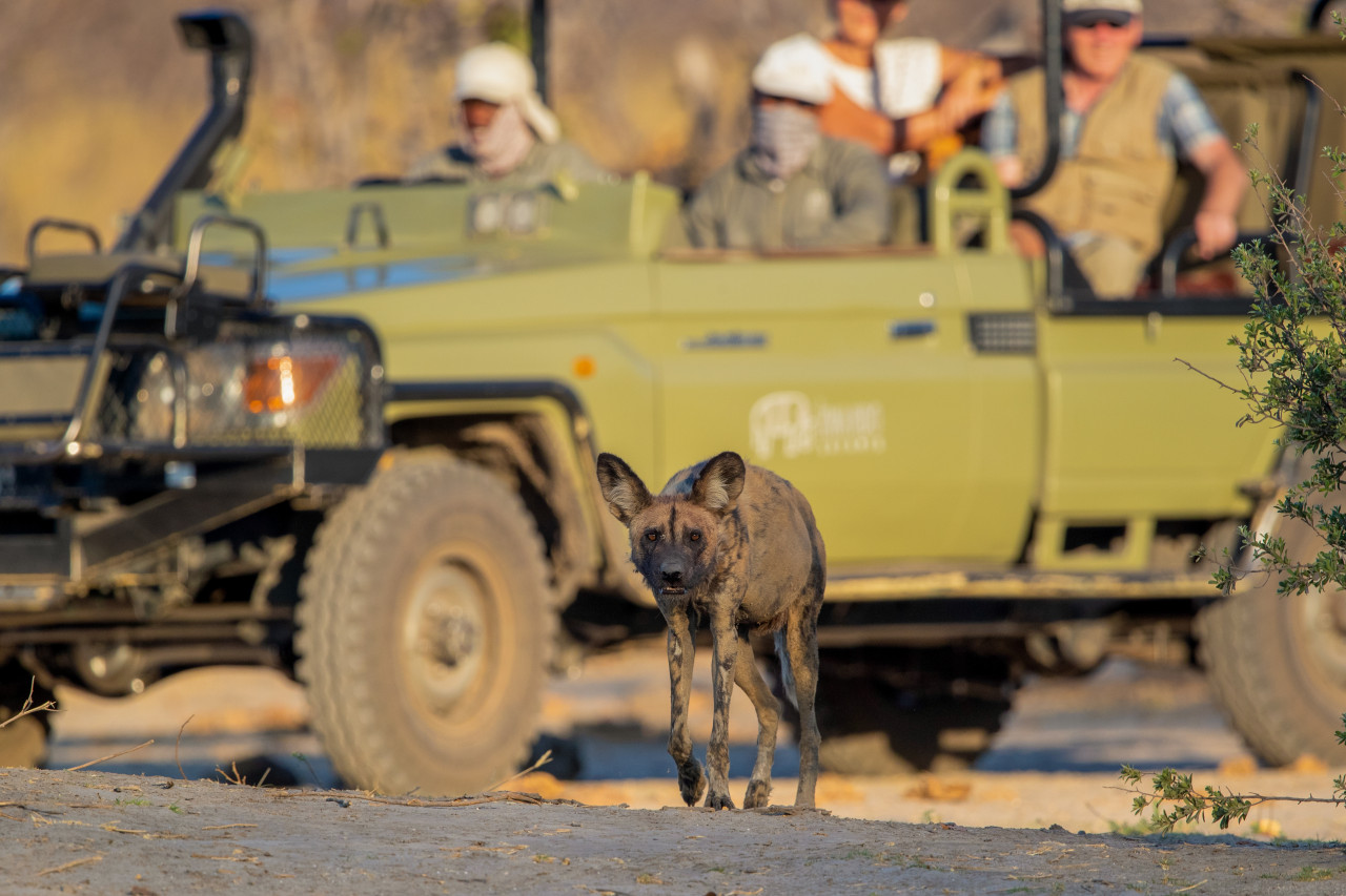 Gebiet ist bekannt für Wildhunde und Raubkatzen