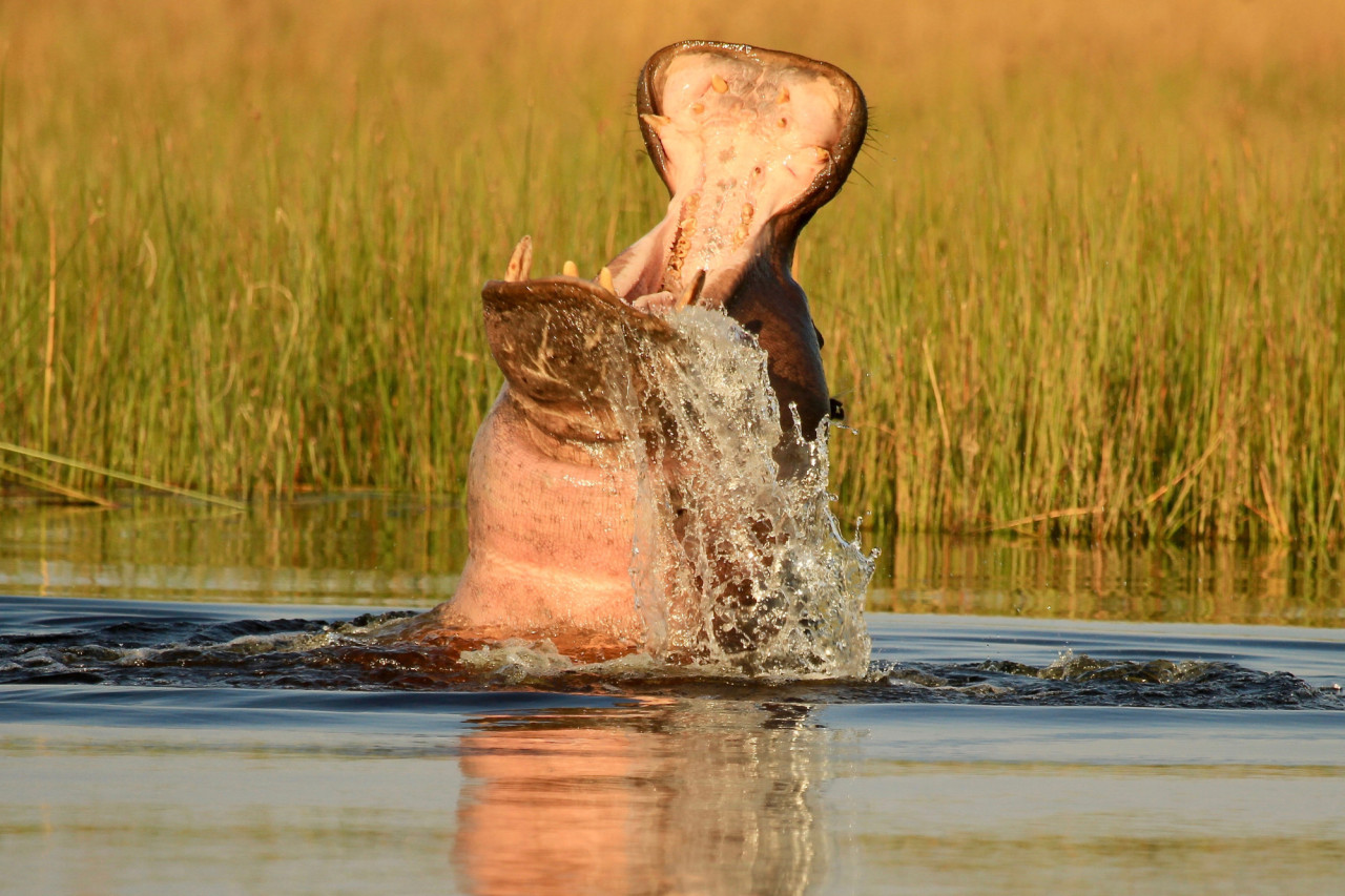 Unglaubliche Tierbeobachtungen