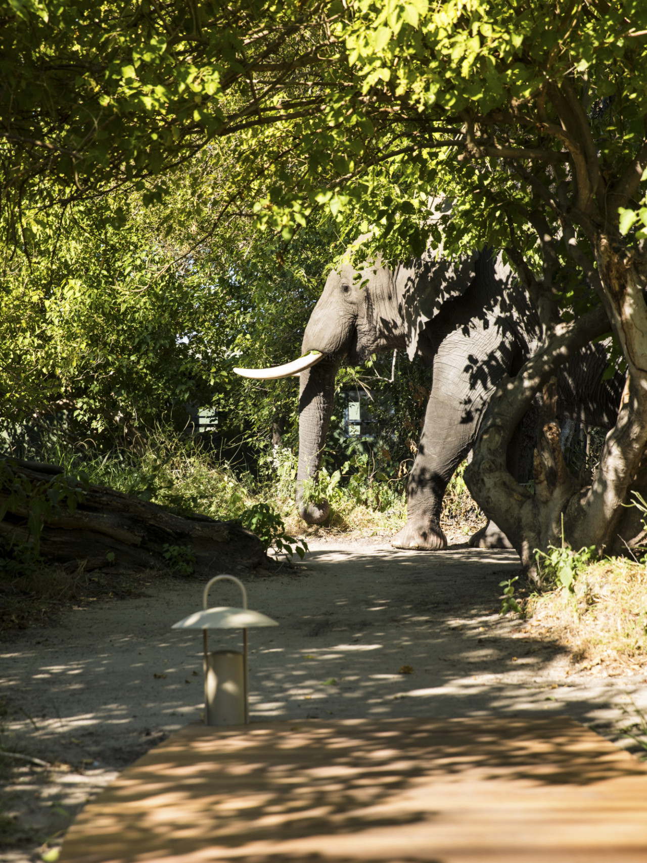 Mit etwas Glück sehen Sie vorbeiziehende Wildtiere