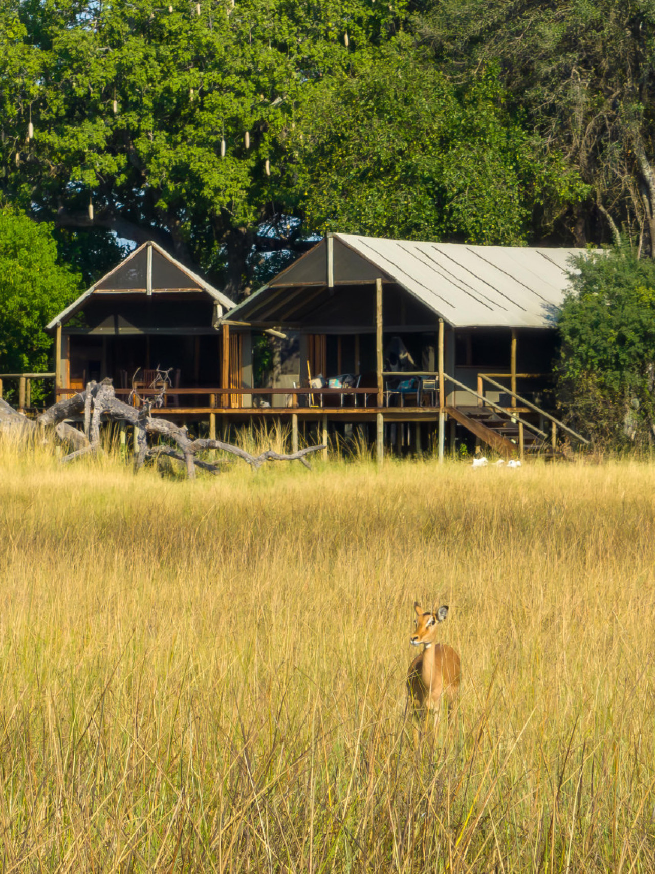 Kleines Camp inmitten Mokolwane Palmen