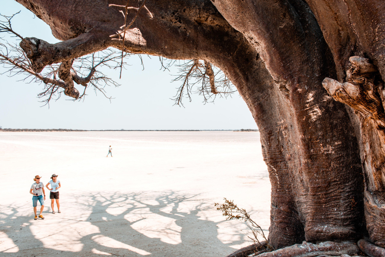 Erleben SIe einen Tagesausflug zu den uralten Baobabs