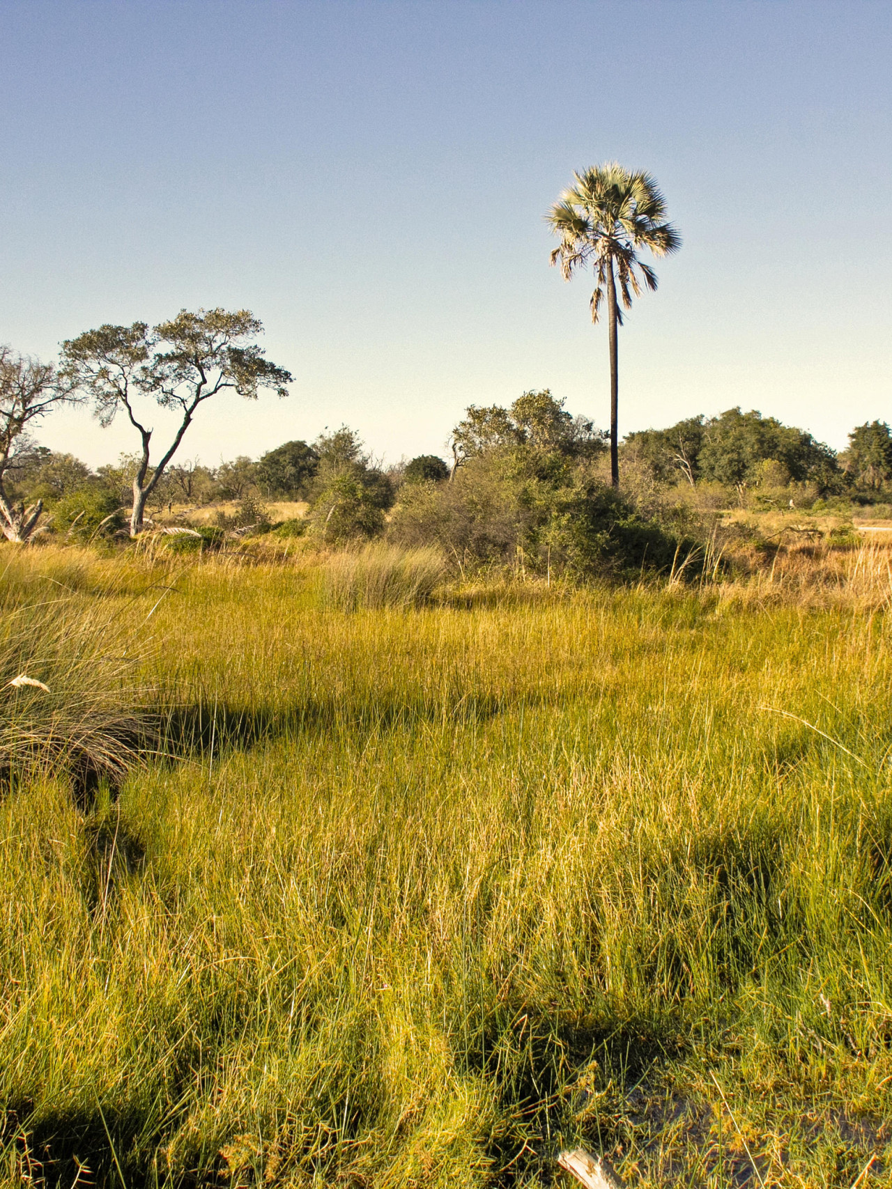 Das kleine Camp liegt im Herzen des Okavango Deltas