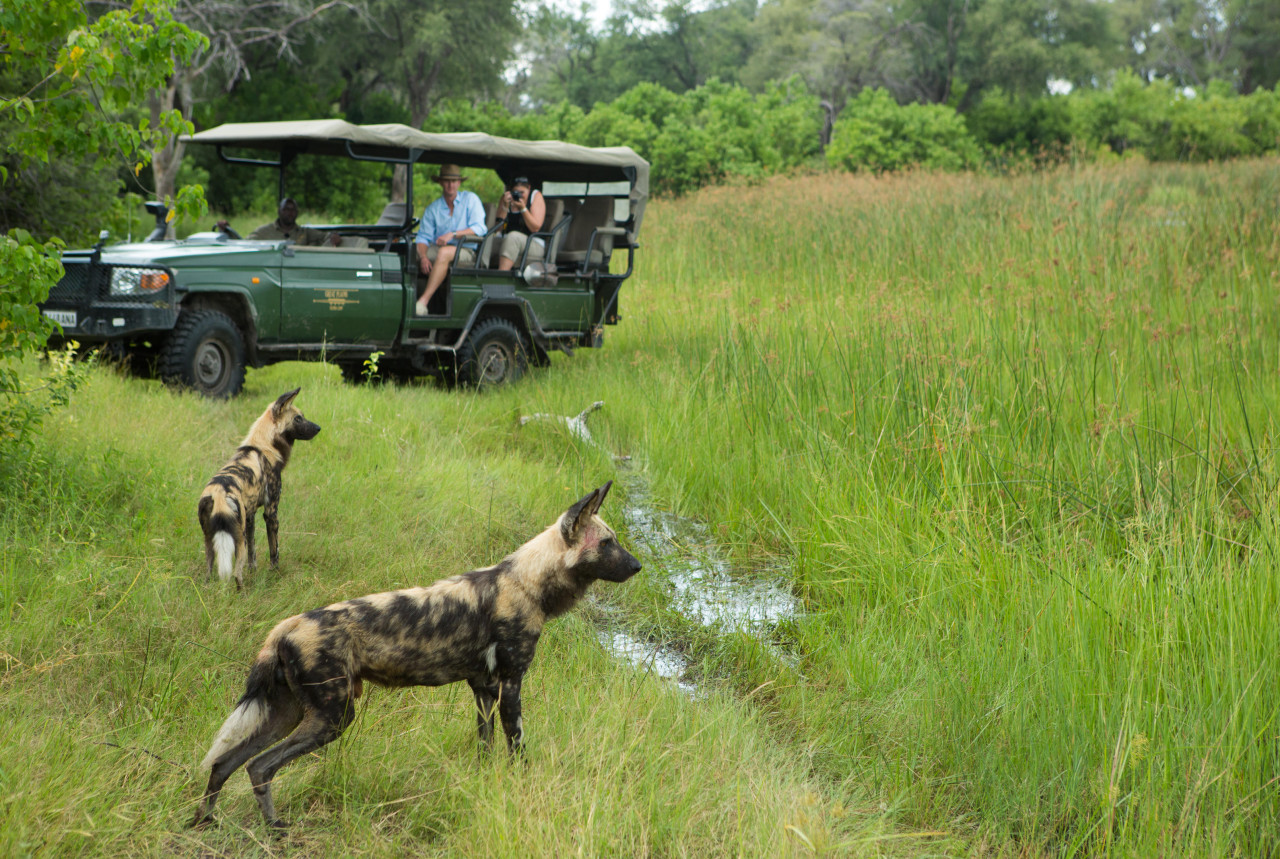 Regelmäßige Sichtungen der afrikanischen Wildhunde