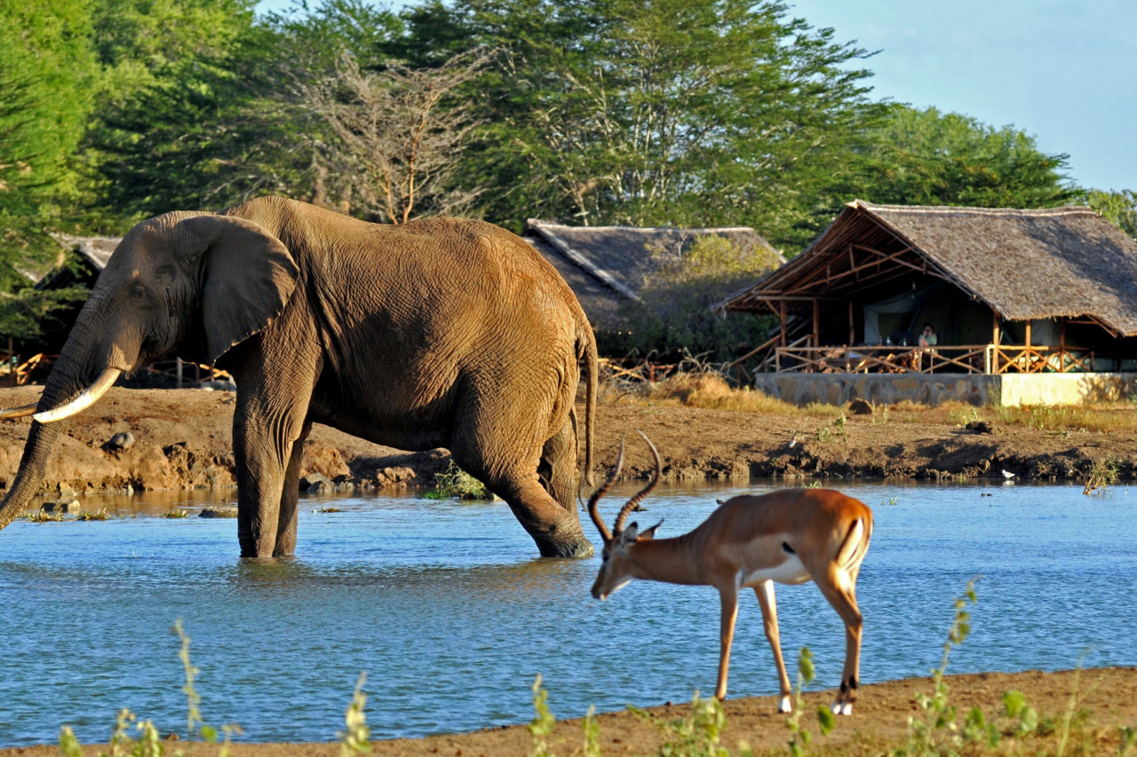Tierbeobachtung hautnah am Wasserloch