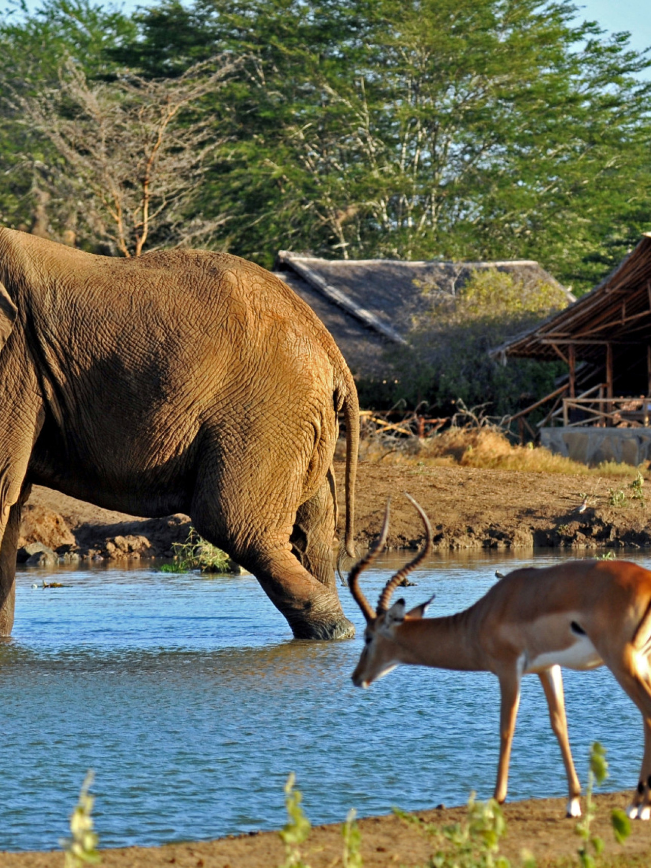 Tierbeobachtung hautnah am Wasserloch