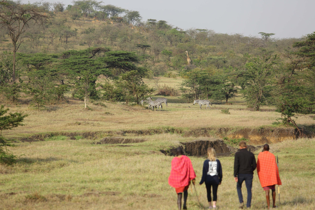 Bei einer geführten Wandersafari den Tieren ganz nah sein