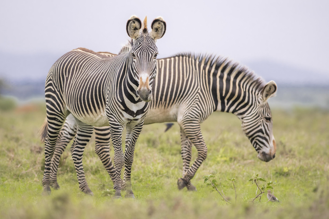 Einheimische Grevy Zebras
