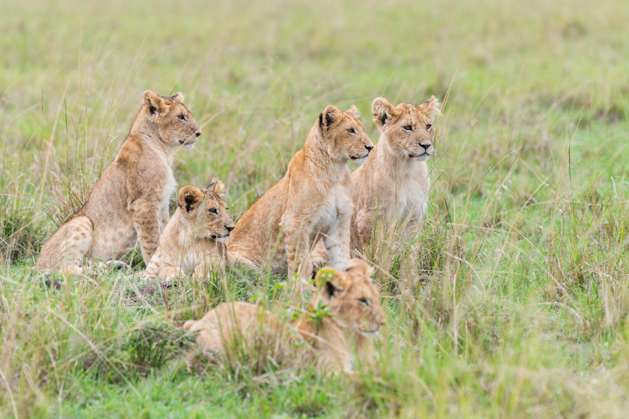 Bester Ort zur Tierbeobachtung in der Masai Mara
